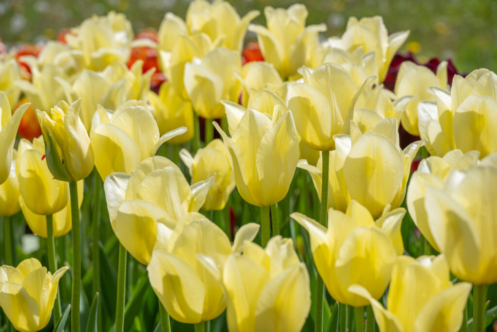 World Friendship Tulips planted closely together