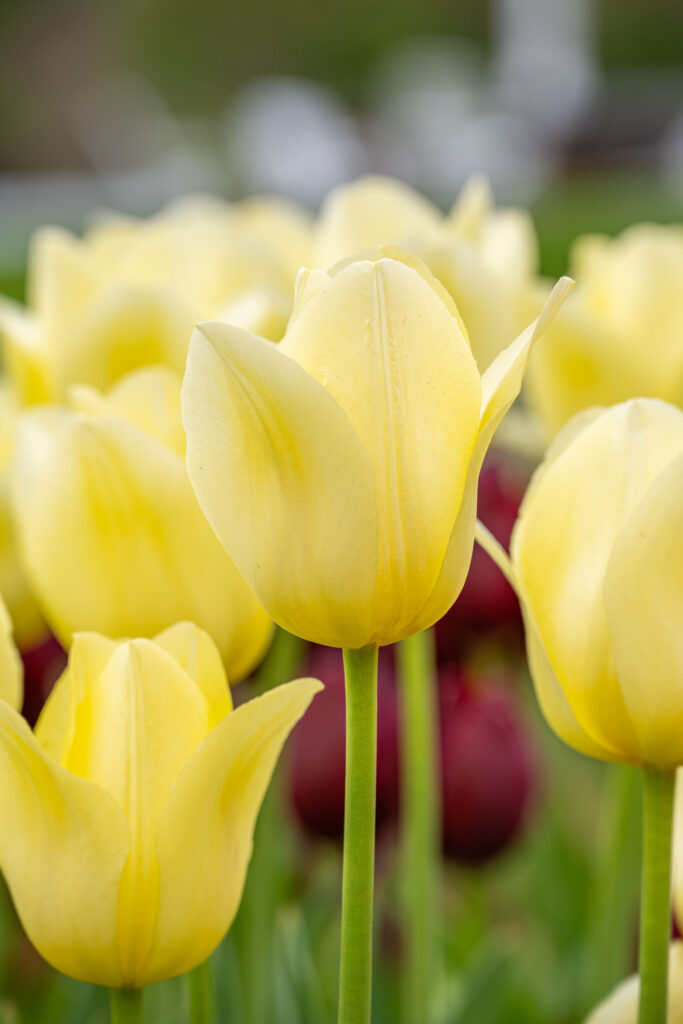 World Friendship Tulips in a close-up