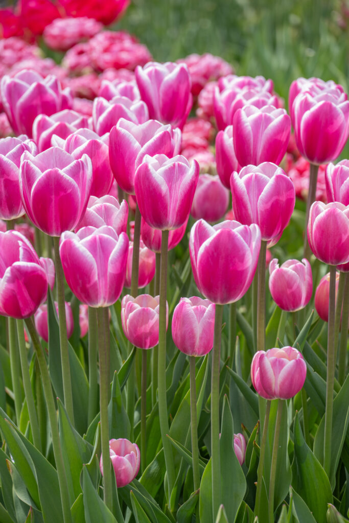 Jumbo Beauty Tulips planted en masse