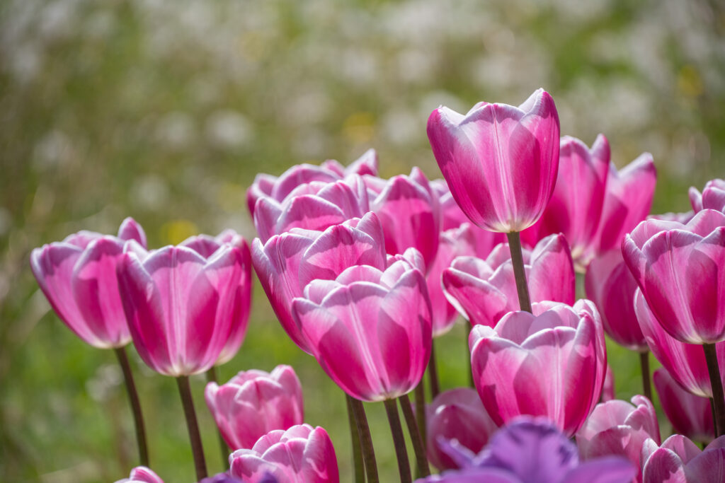 Jumbo Beauty Tulips in bright sunlight
