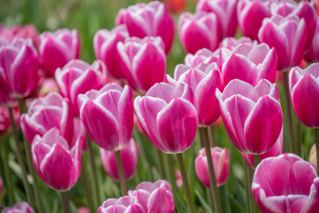 Jumbo Beauty Tulips