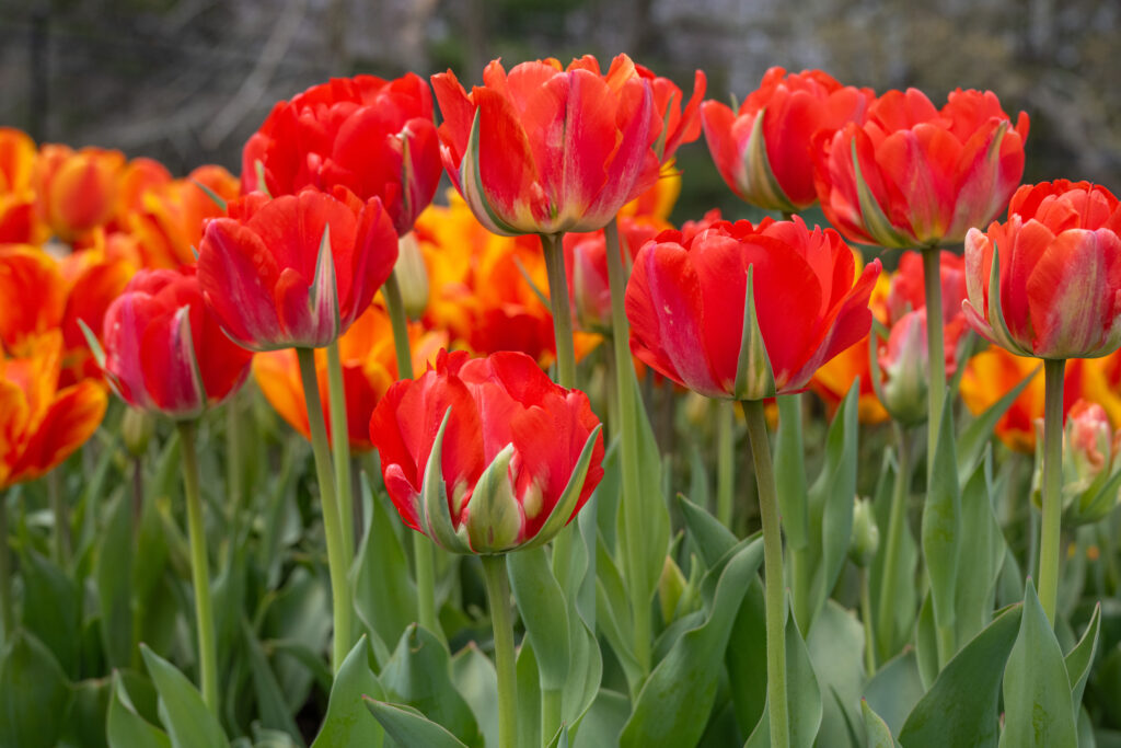 Red Bono Tulips with orange tulips in the background