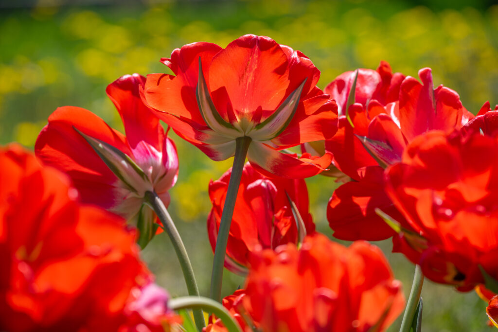 Red Bono Tulips in bright sunlight