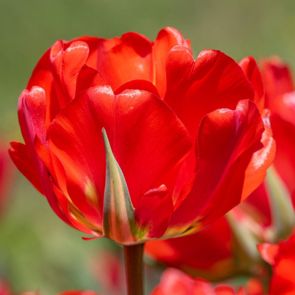 Red Bono Tulips cropped in a square close-up