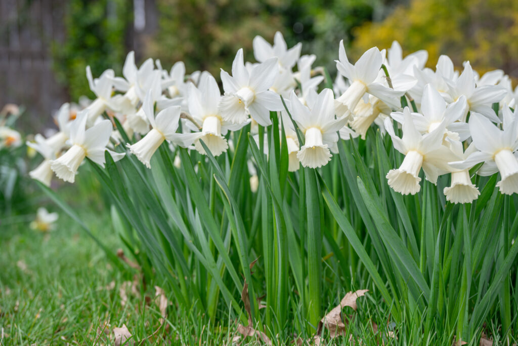 Lady Madonna Daffodils in soft light