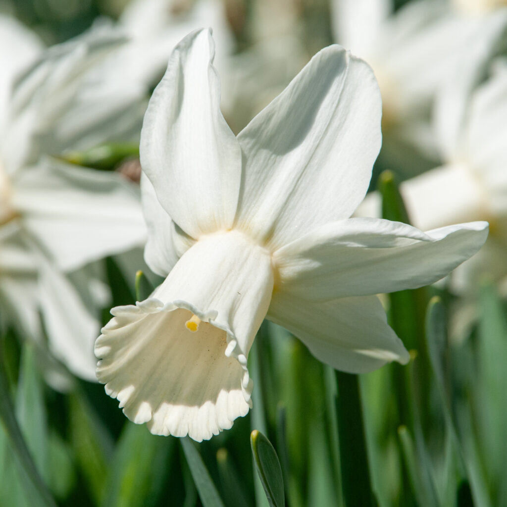 Lady Madonna Daffodils cropped in a square