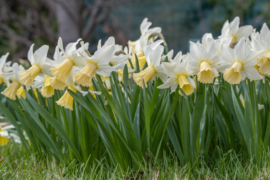 Lady Madonna Daffodils with a soft yellow in the cup