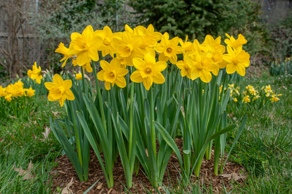 Barenwyn Daffodils planted closely together