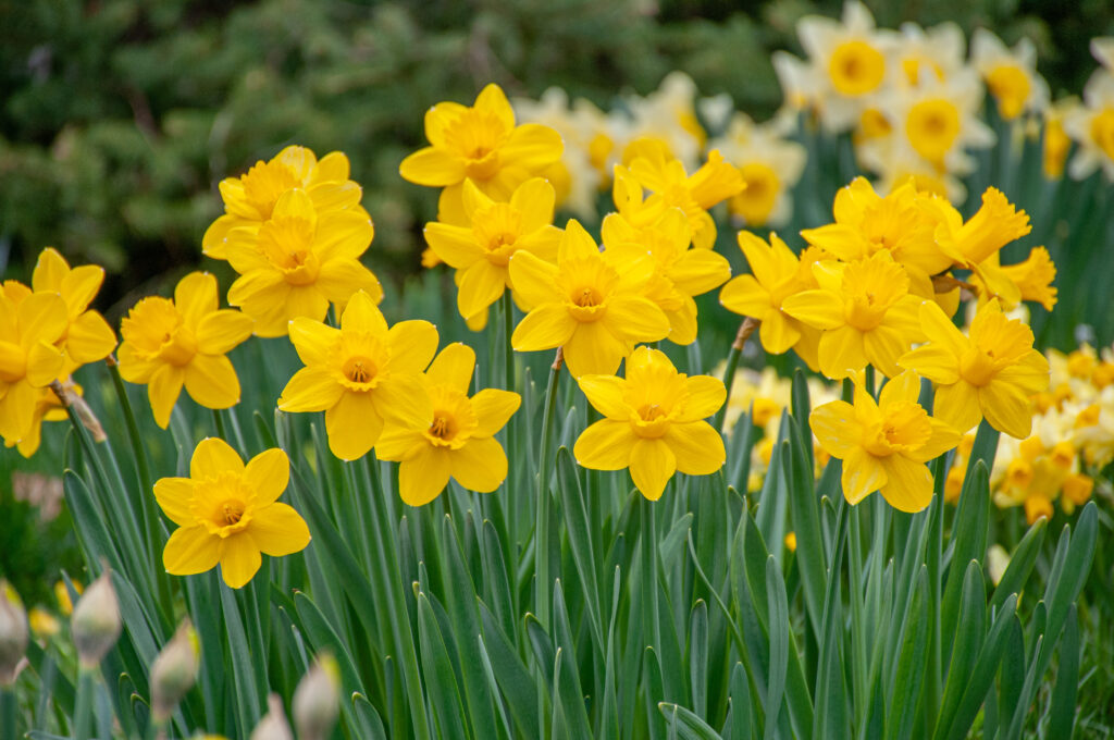 Barenwyn Daffodils in soft sunlight