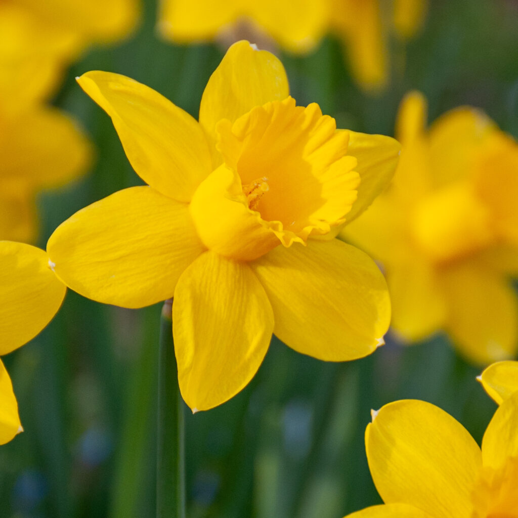 Barenwyn Daffodils cropped in a square
