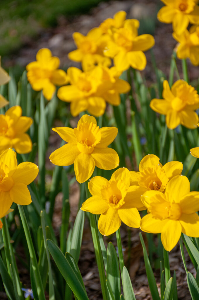 Barenwyn Daffodils in bright sunlight