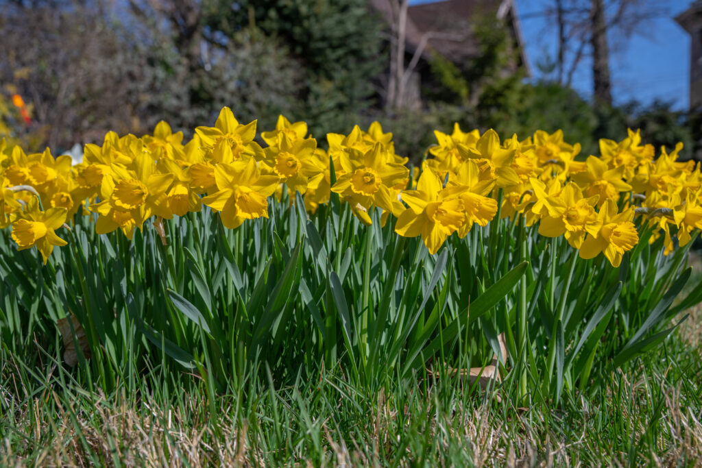 Grower's Pride Daffodils in bright sunlight