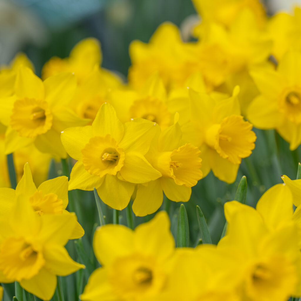 Grower's Pride Daffodils cropped in a square