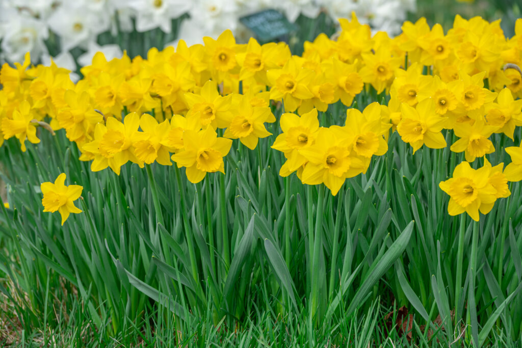 Grower's Pride Daffodils in soft sunlight