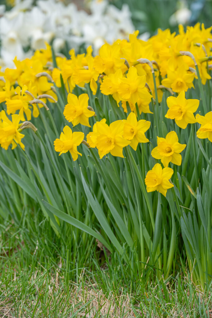 Grower's Pride Daffodils with white daffodils in the background