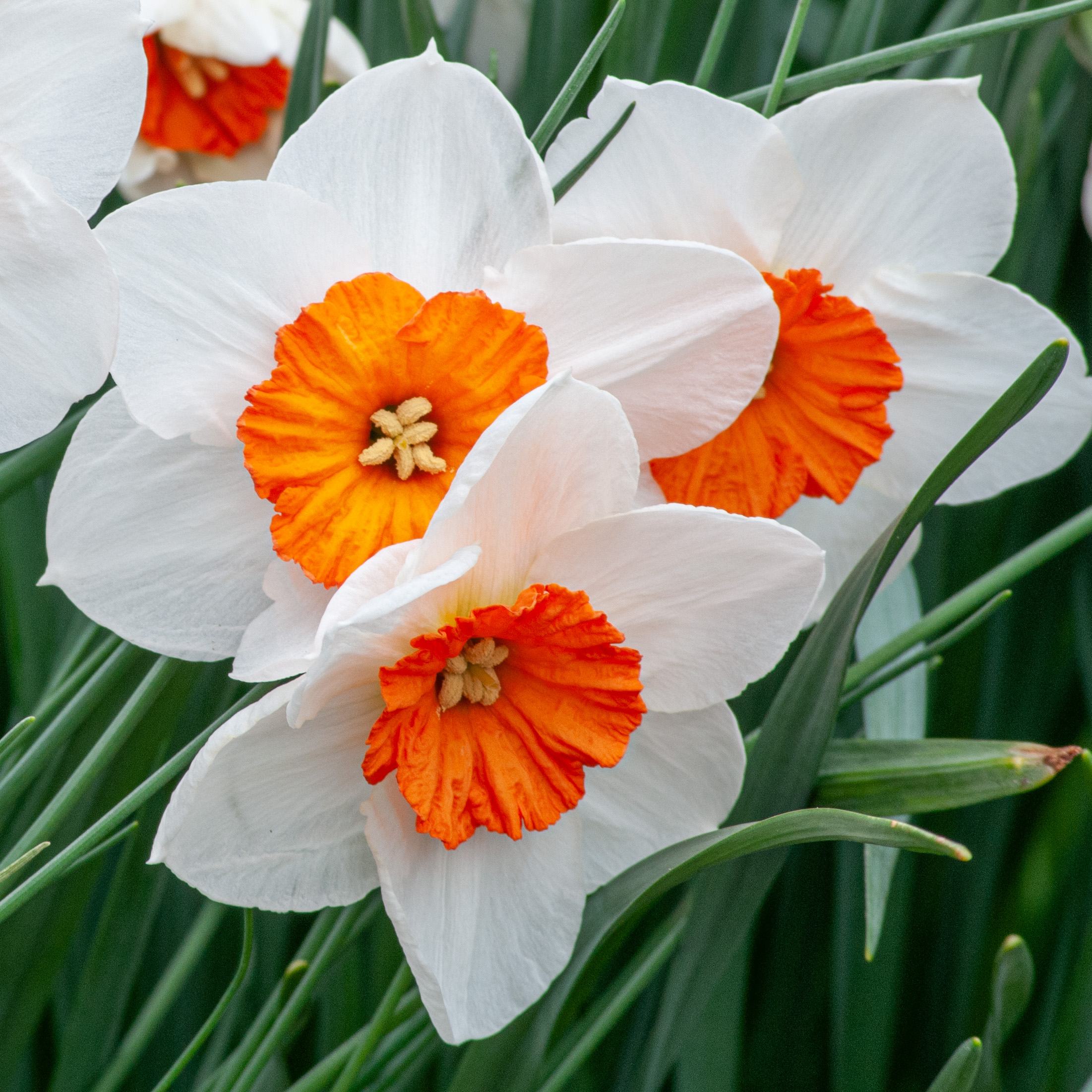GetBetter New Fast Automatic Daffodils 蘭 New Fast Automatic Daffodils - Get Better - YouTube