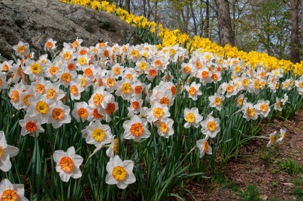 Professor Einstein Daffodils on a hillside