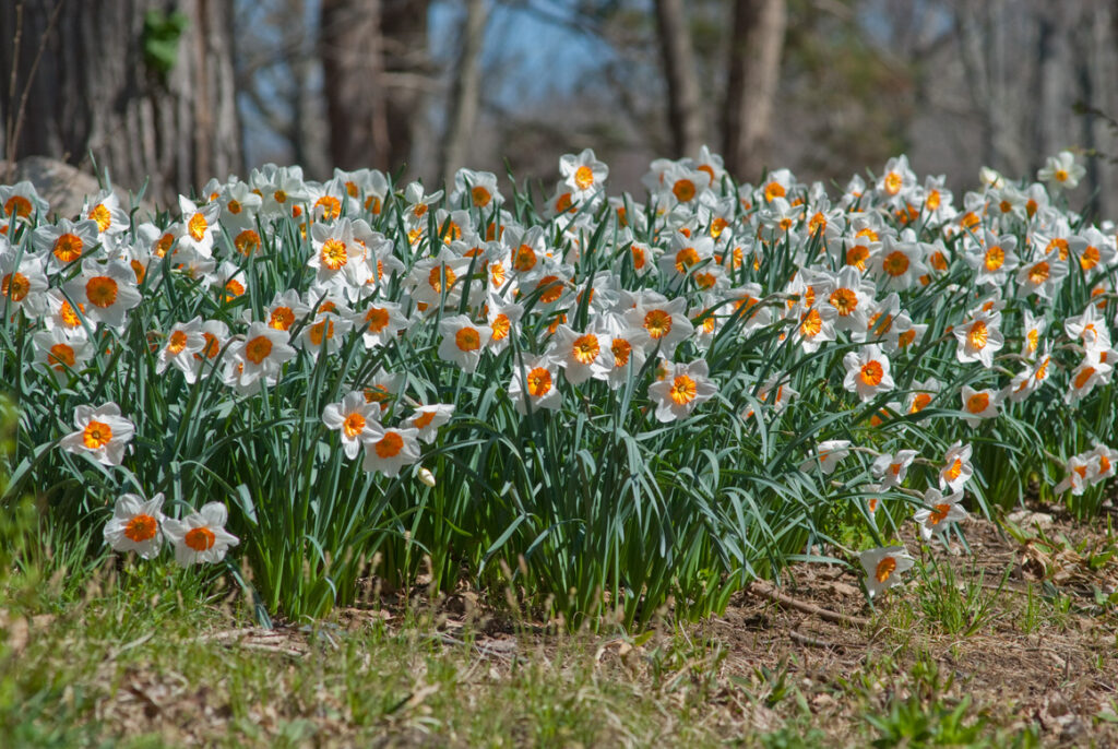 Professor Einstein Daffodils planted en masse
