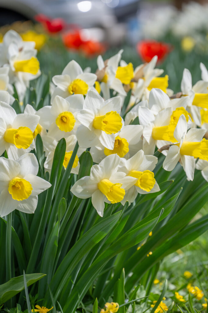 Bravoure Daffodils in soft sunlight