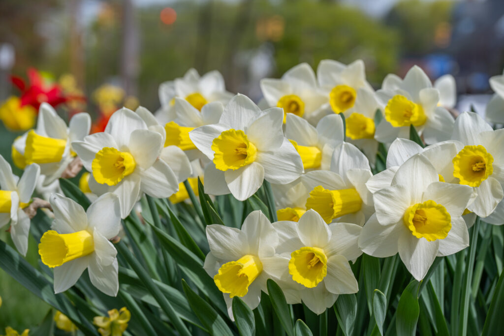 Bravoure Daffodils planted closely together
