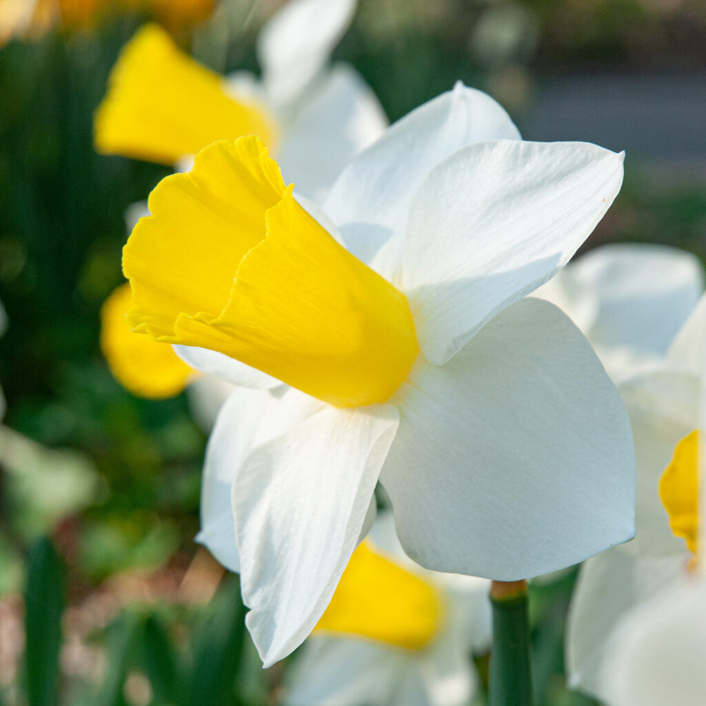 Bravoure Daffodils cropped in a square