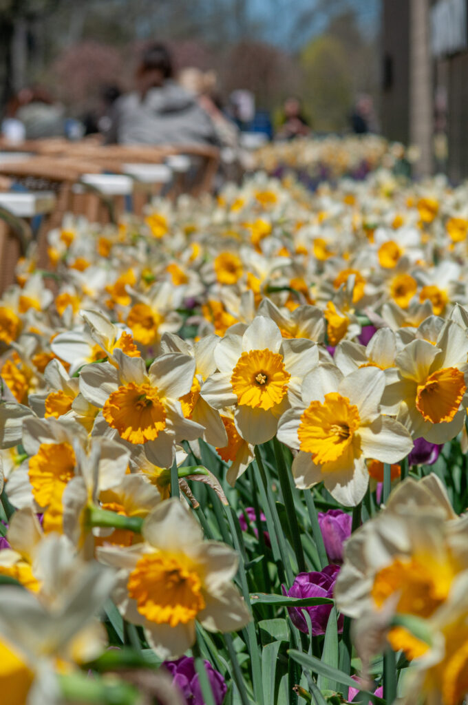 Sempre Avanti Daffodils with chairs and people in the background