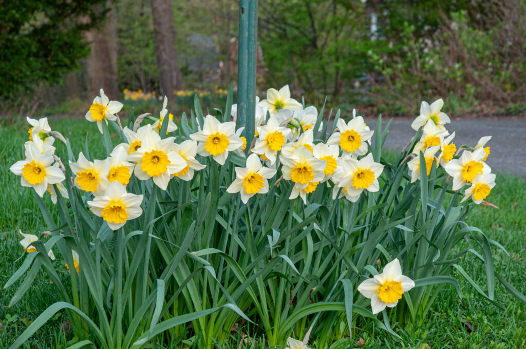 Sempre Avanti Daffodils around a sign post