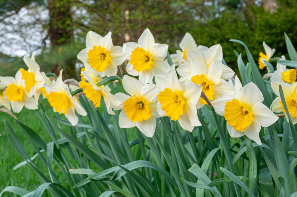 Sempre Avanti Daffodils in soft light