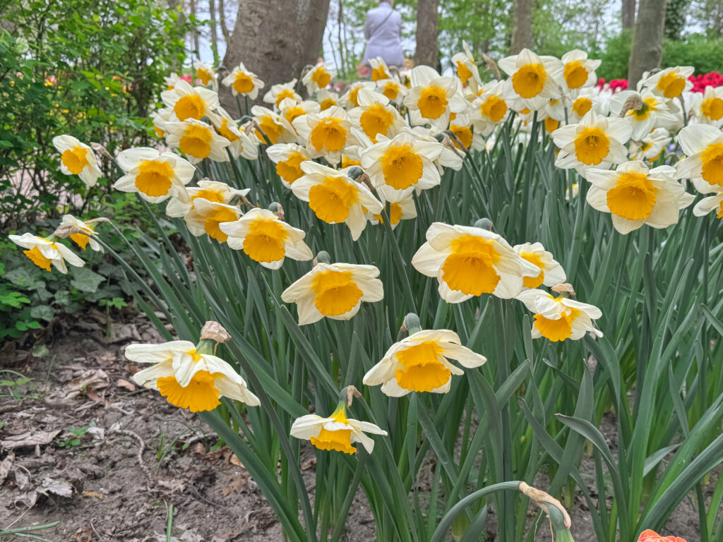 Sun Cup Daffodils in a woodland setting