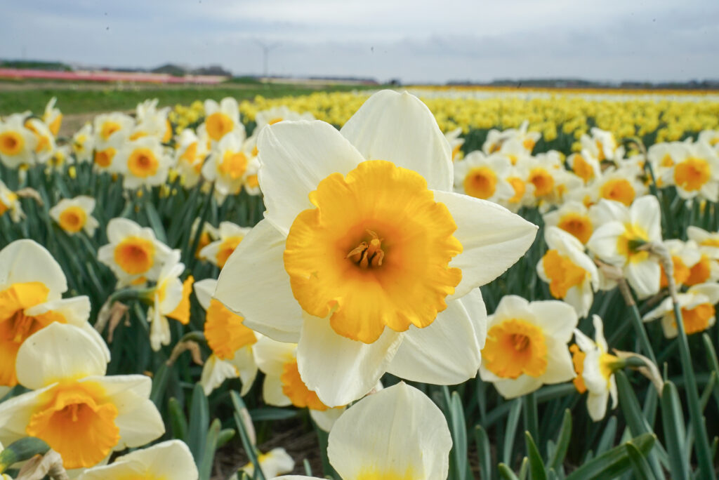 Sun Cup Daffodils in a field