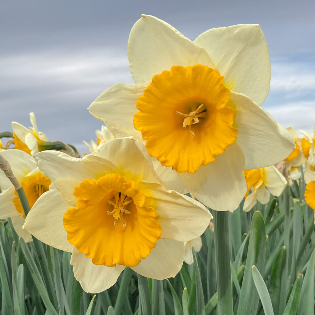Sun Cup Daffodils cropped in a square