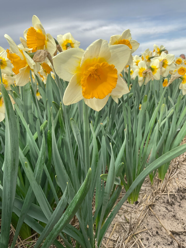 Sun Cup Daffodils in a close-up