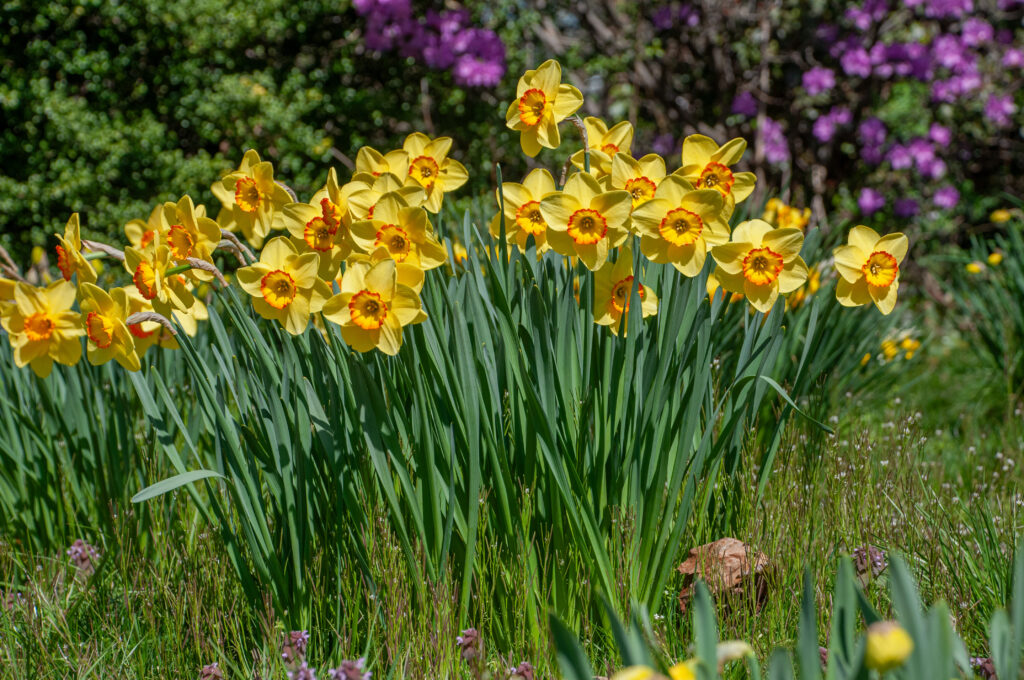 Pacific Rim Daffodils with purple bush in the background