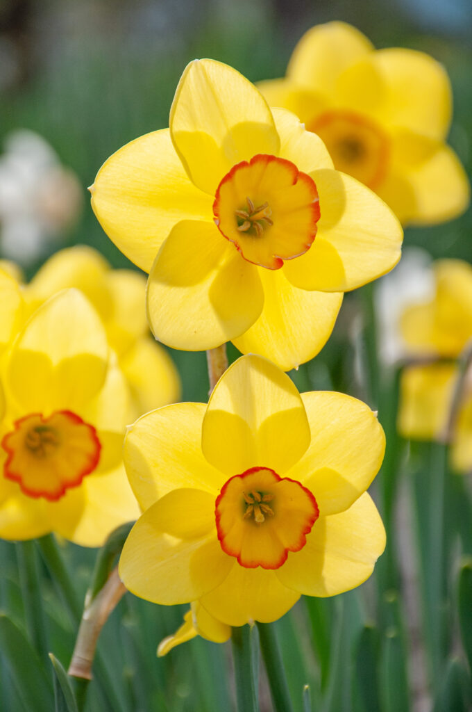 Pacific Rim Daffodils in bright sunlight