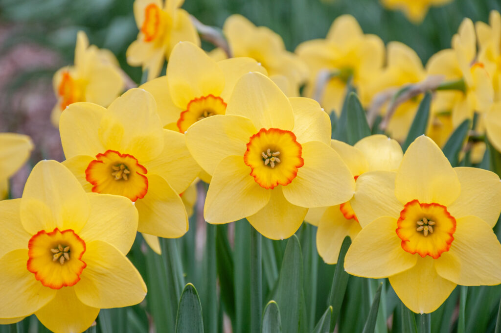Pacific Rim Daffodils in soft light