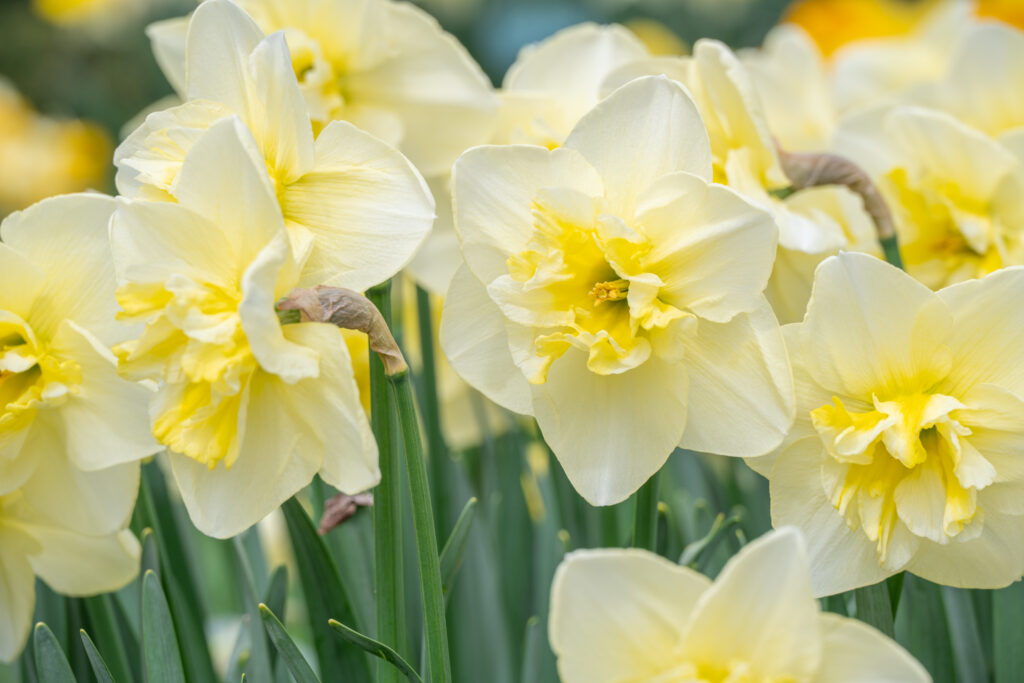 Dancing Moonlight Daffodils in a close-up