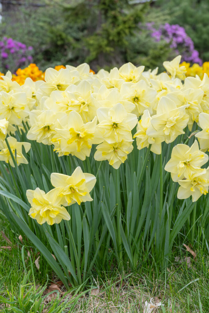 Dancing Moonlight Daffodils with purple bushes in the background
