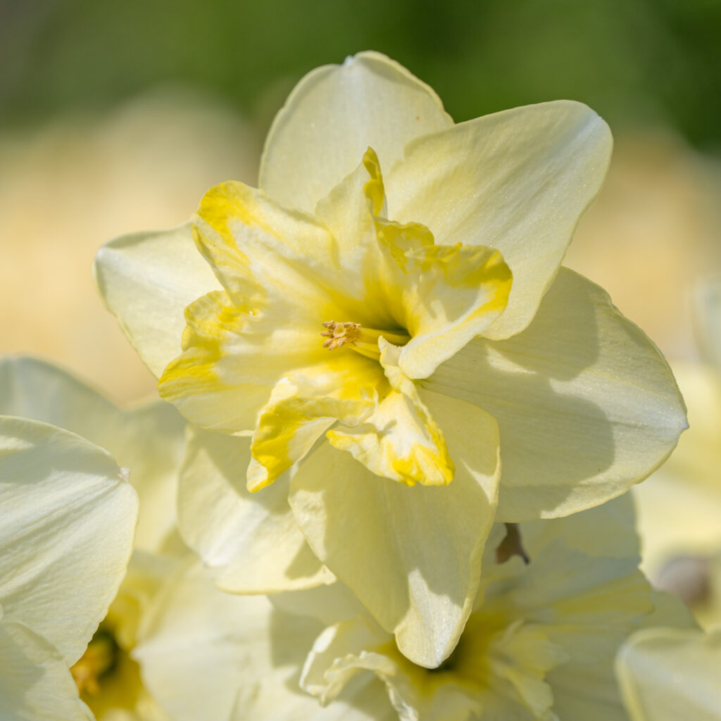 Dancing Moonlight Daffodils in a square crop