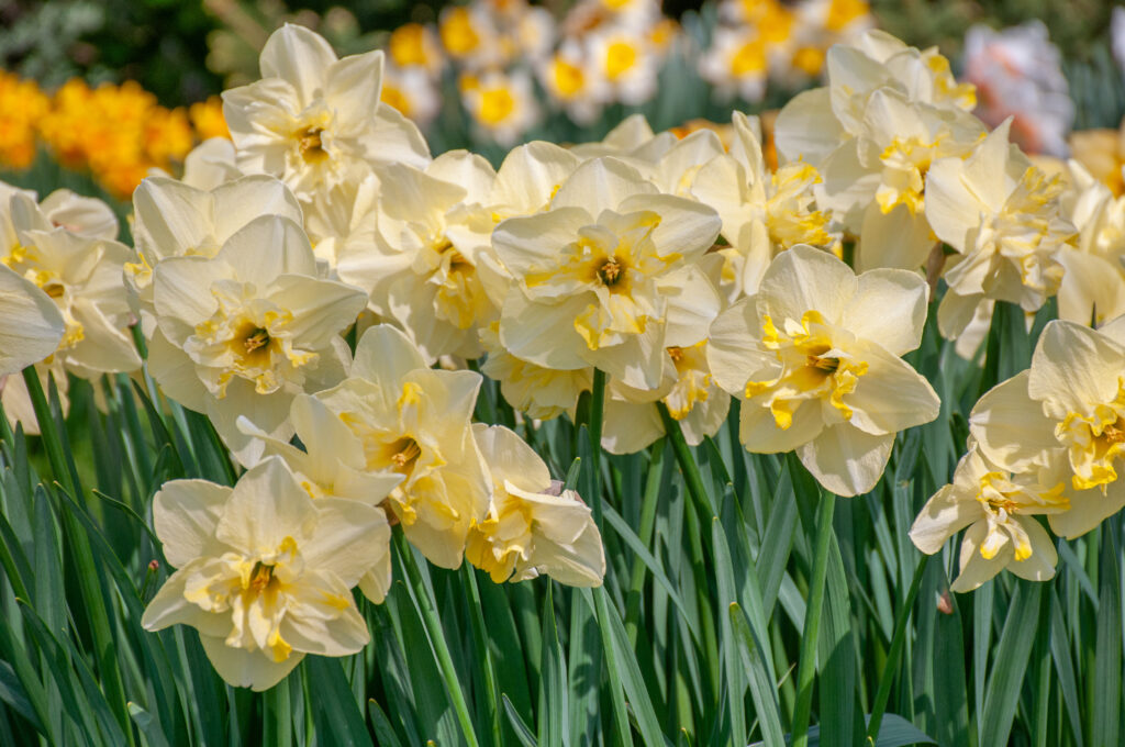 Dancing Moonlight Daffodils with yellow and white daffodils in the background