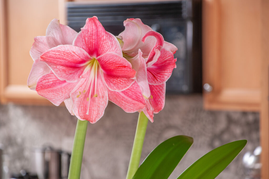 Sweet Cream Amaryllis in a kitchen setting