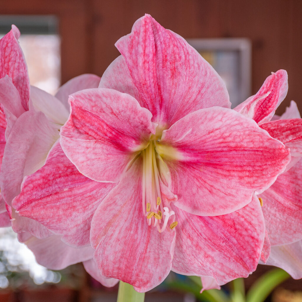 Sweet Cream Amaryllis in a square crop