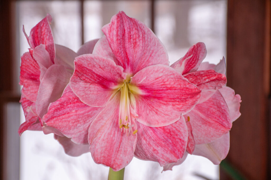 Sweet Cream Amaryllis