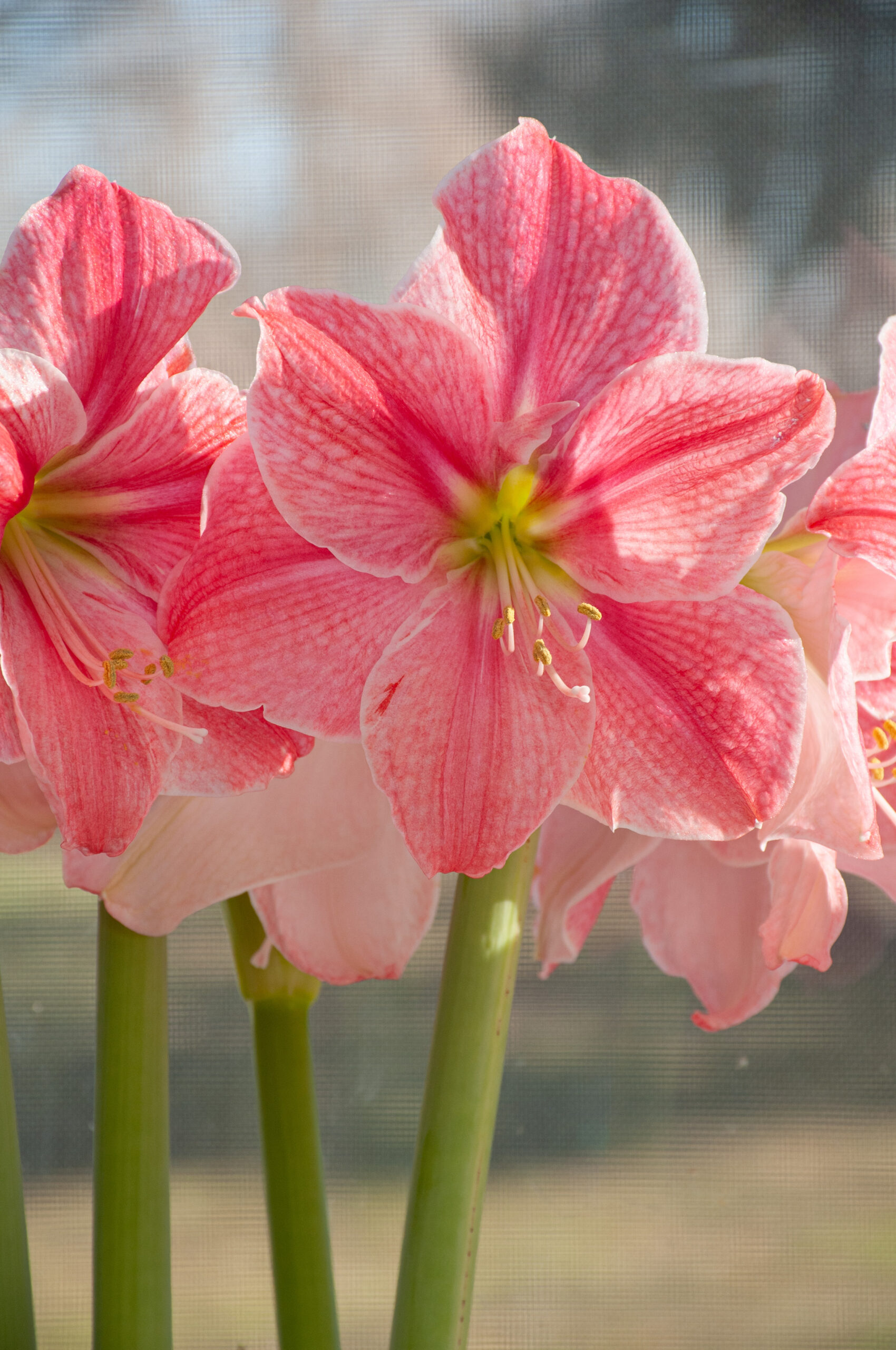 Sweet Cream Amaryllis | Always Wholesale Pricing | Colorblends®
