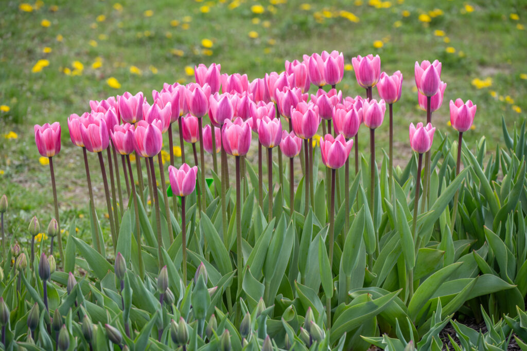 Light and Dreamy Tulips with yellow flowers in grass in the background