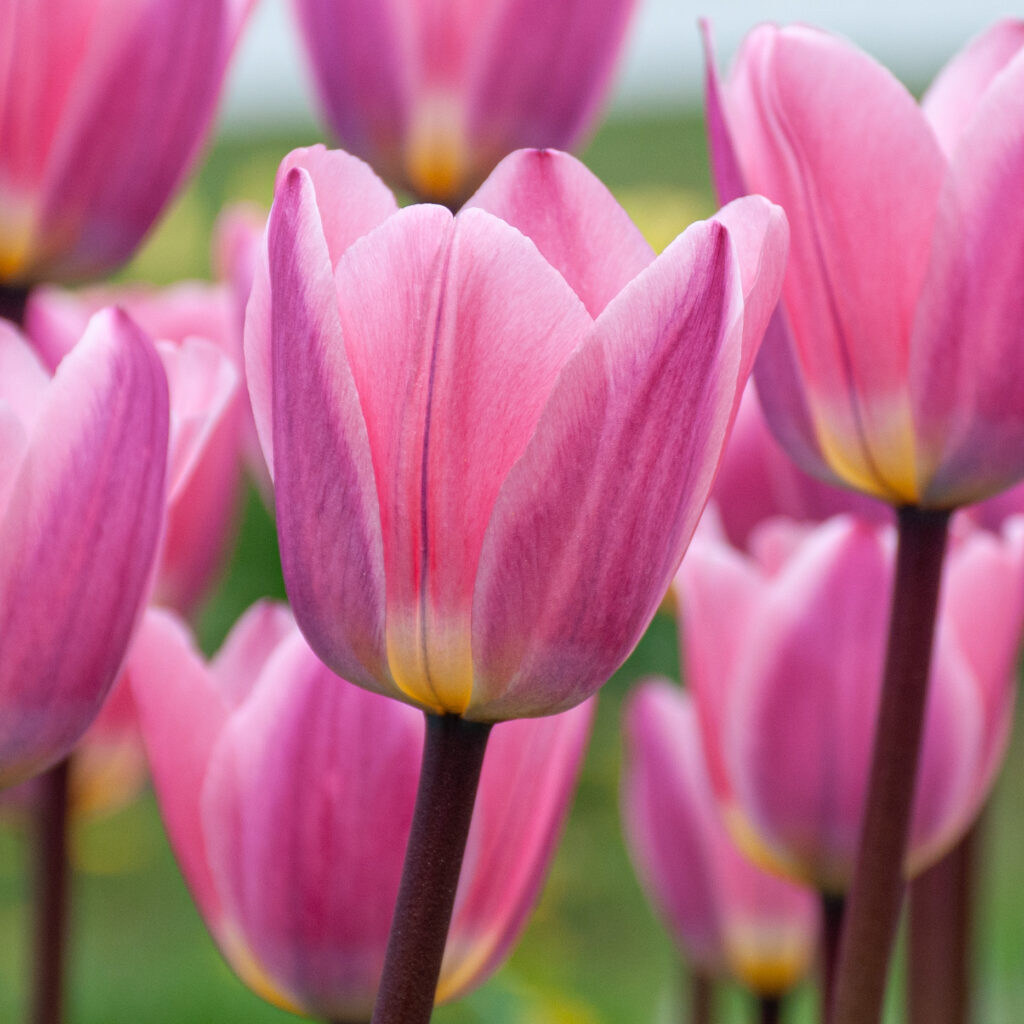 Light and Dreamy Tulips cropped in a square
