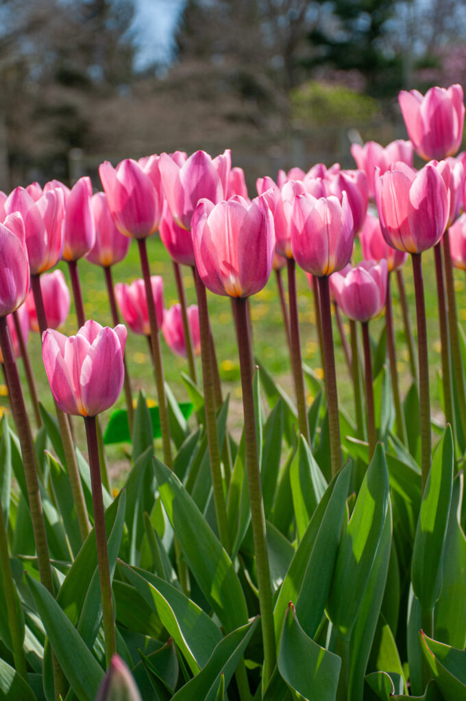 Light and Dreamy Tulips planted closely together