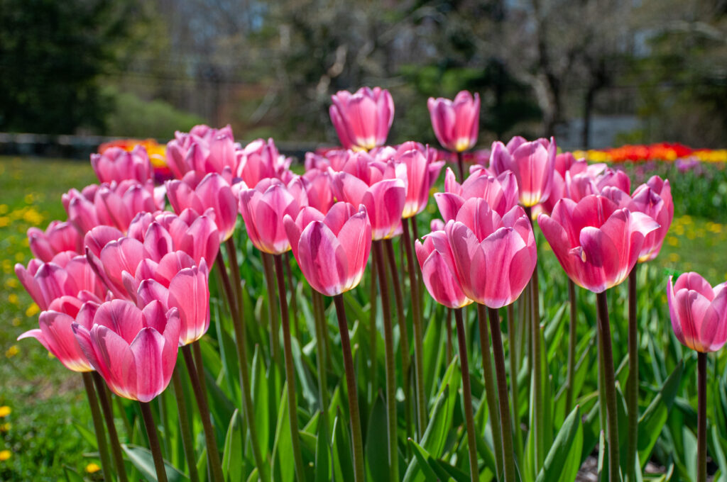 Light and Dreamy Tulips in bright sunlight