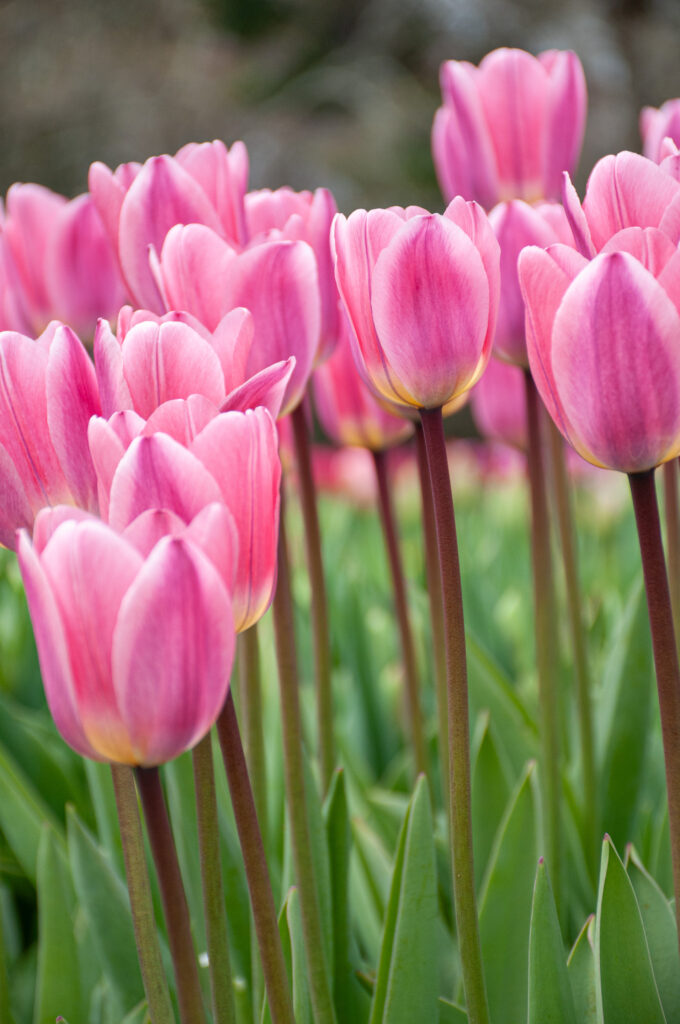 Light and Dreamy Tulips