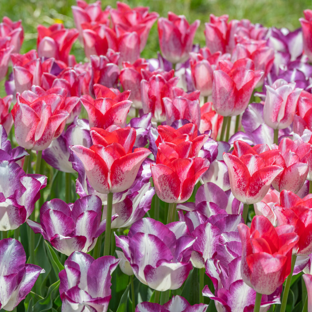 Levity Tulip Blend from Colorblends