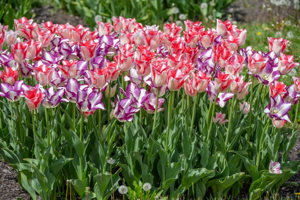 Levity Tulip Blend growing in a garden